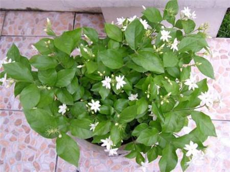 茉莉花