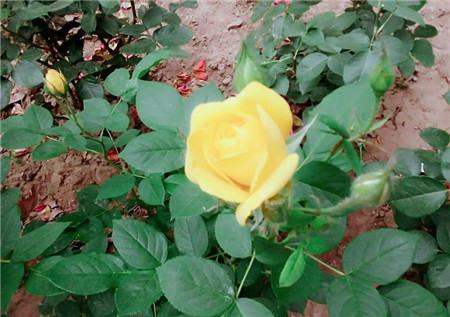 月季花什么时候可以进行移栽呢
