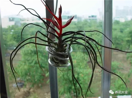 凤梨 凤梨