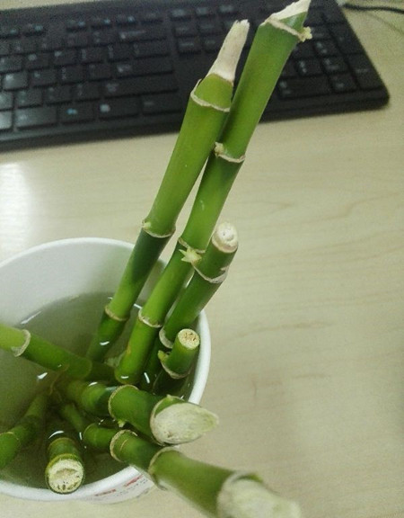 富贵竹水培烂根发黑发臭的原因之二
