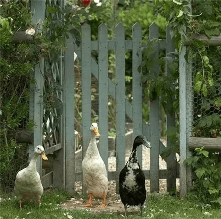 小院里的鹅
