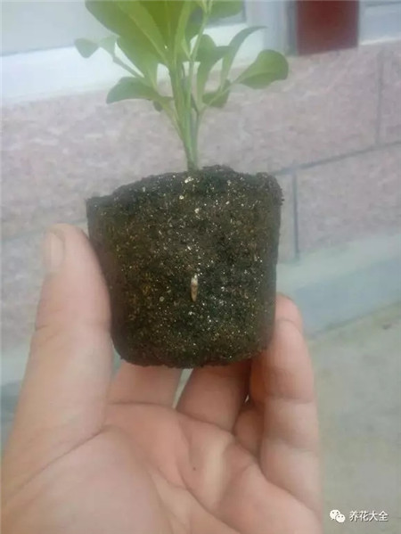 米兰生根 米兰生根