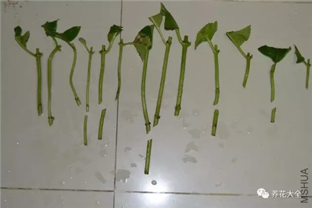 绣球花修剪 绣球花修剪
