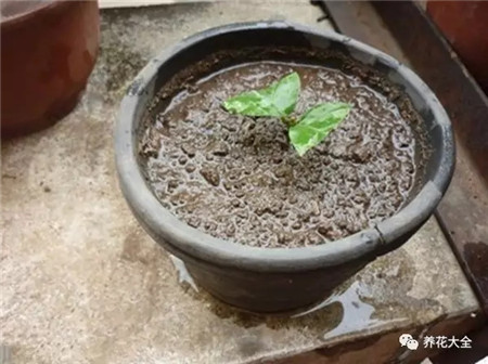茉莉生根 茉莉生根