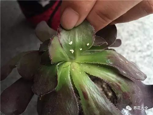 蚧壳虫1 蚧壳虫1