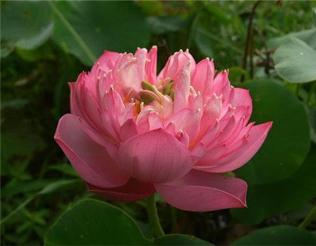 玫红重台
