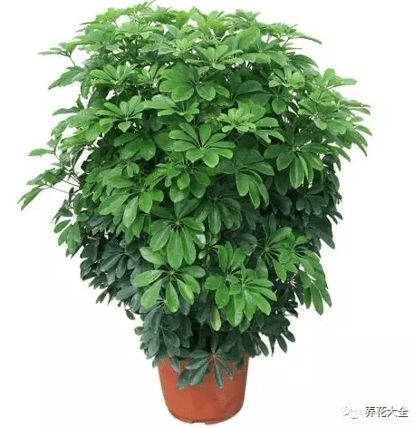 鸭脚木 鸭脚木