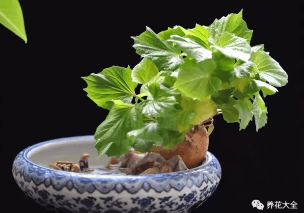 地瓜盆栽 地瓜盆栽
