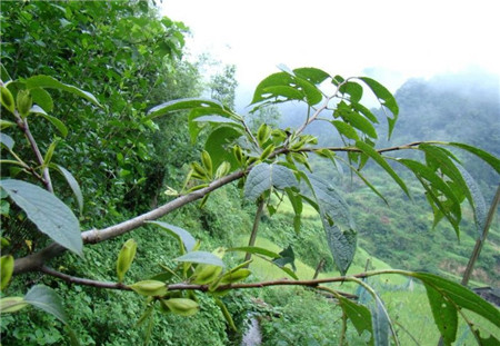 药用
