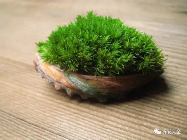 你带回家后可以水养,也可以土养,弄点沙土放水瓶里,再把带根的节节草