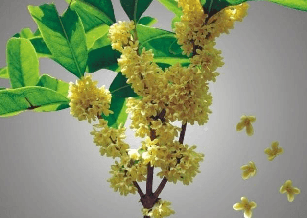 桂花 桂花