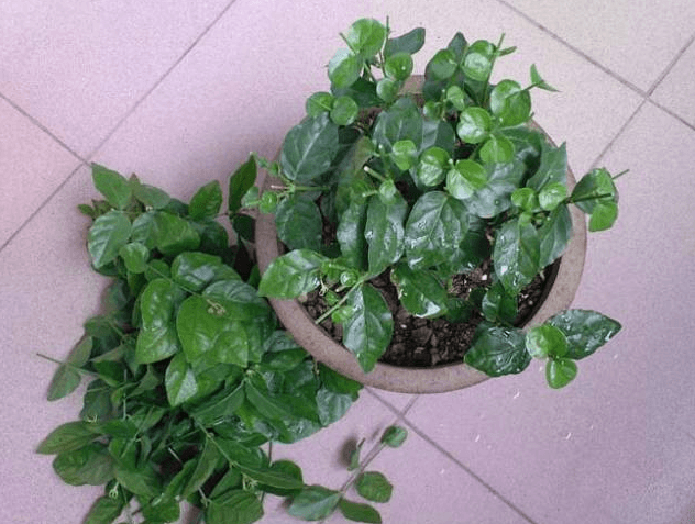 修剪后一个月 修剪后一个月