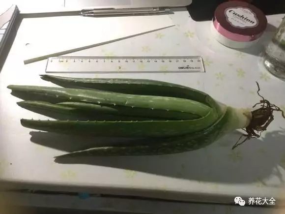 芦荟第二步