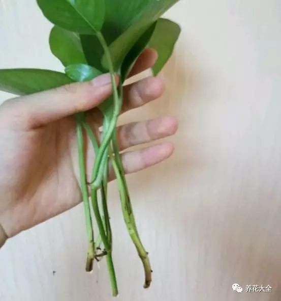 绿萝第一步
