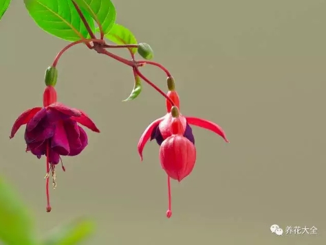 灯笼花1 灯笼花1