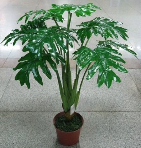 春芋