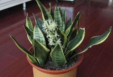 虎皮兰