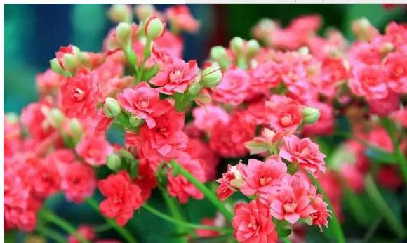 长寿花3.2