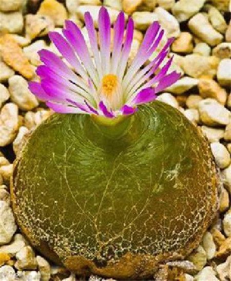 灯泡花开花