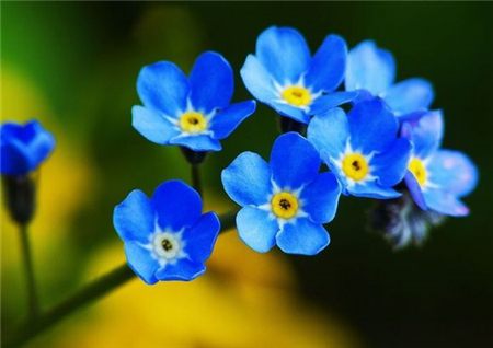 这8种开蓝色花朵的花卉 超美 花朵是蓝色的是什么花 双偶网