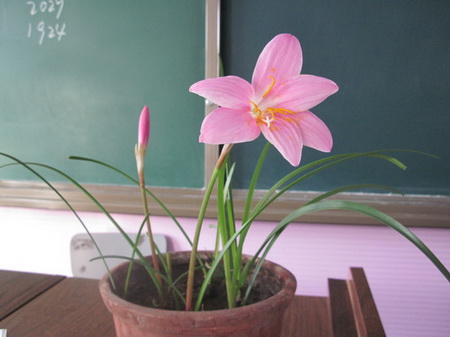 韭菜莲