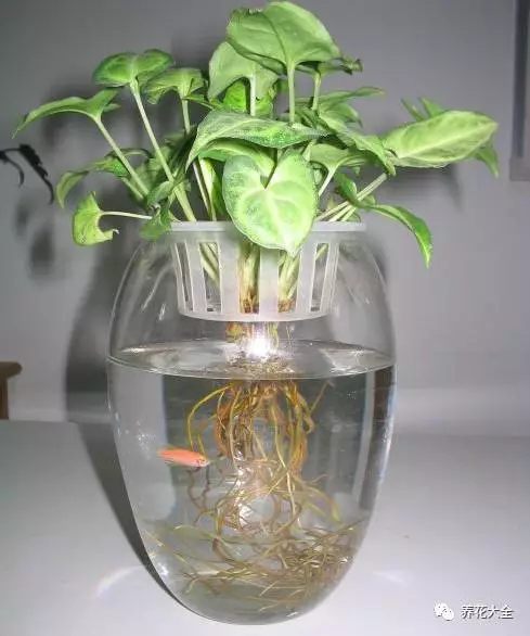 合果芋 合果芋