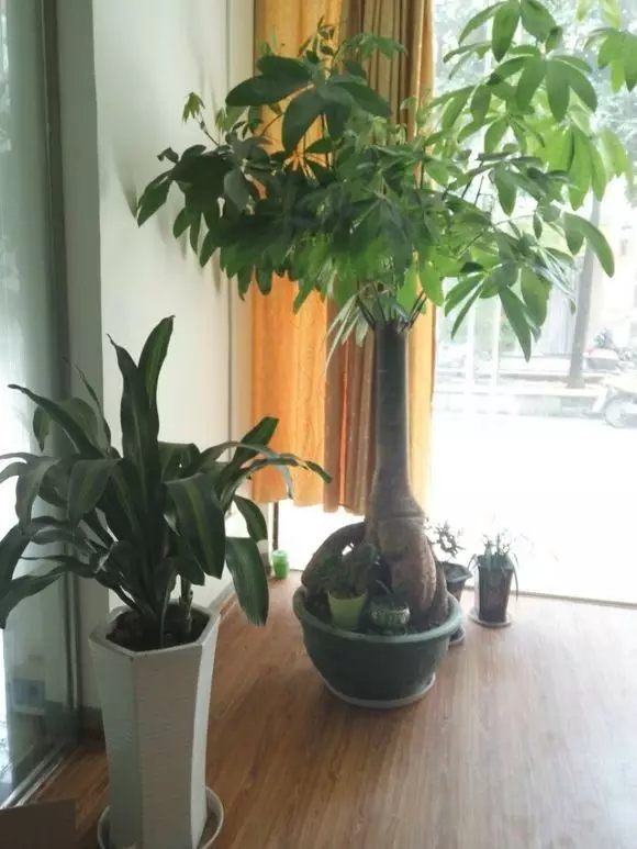 又过了半个月，就长到这样的形状了。如果你还不是很满意，可以继续修剪，只要枝条看起来不和谐，就可以大胆剪掉。想让它哪里长得丰满，就往哪里剪。
