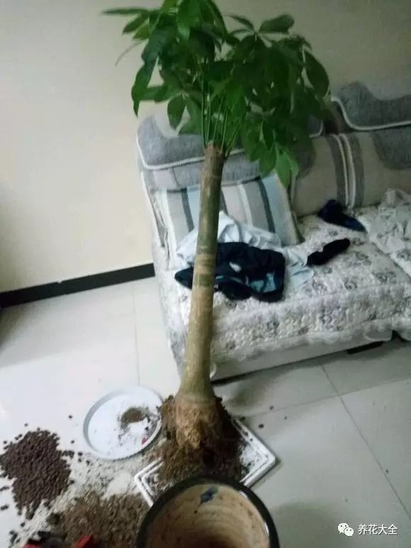 发财树长时间叶子卷边发黄，整个都感觉耷拉着，非常难看。这时候，很有可能是根烂了。那就要赶紧修剪一下。