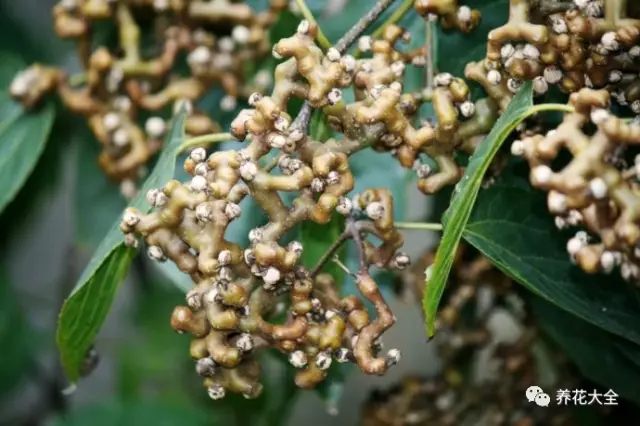 拐枣 拐枣