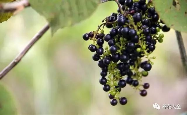 野葡萄 野葡萄