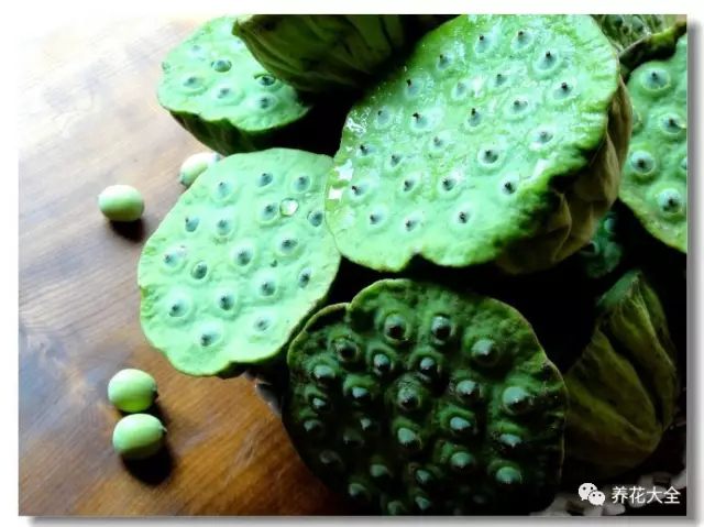 莲蓬 莲蓬