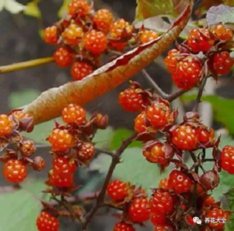 覆盆子 覆盆子