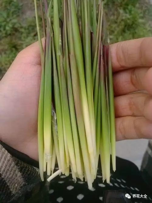 毛芽 毛芽