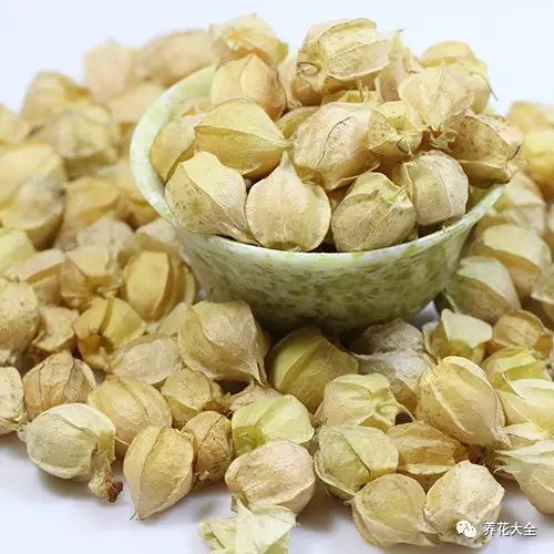 灯笼泡(菇娘) 灯笼泡(菇娘)