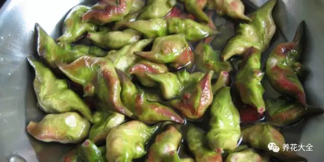 菱角 菱角