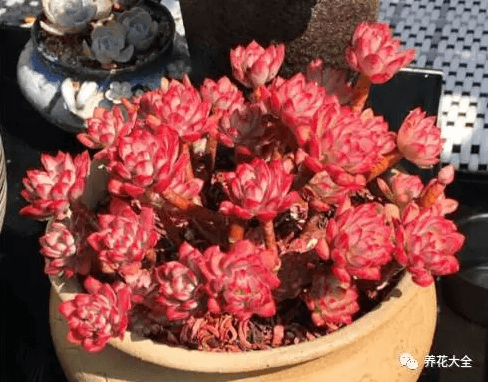 红稚莲 红稚莲