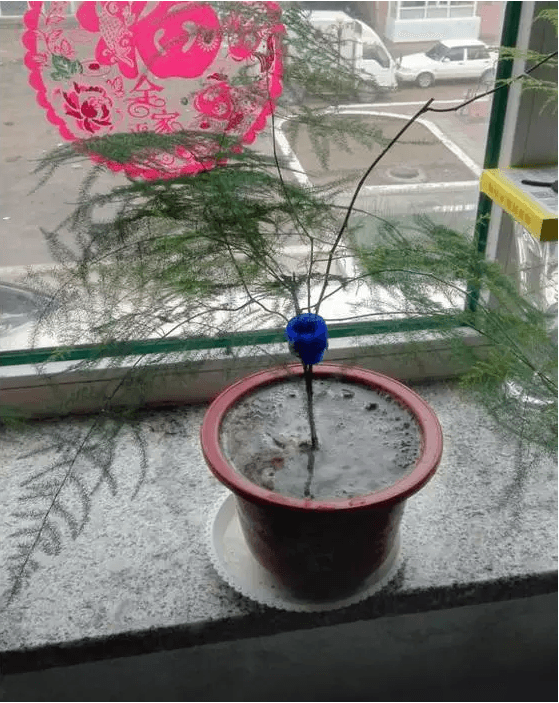 分株上盆