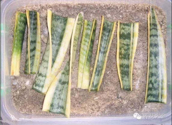 虎尾兰 虎尾兰