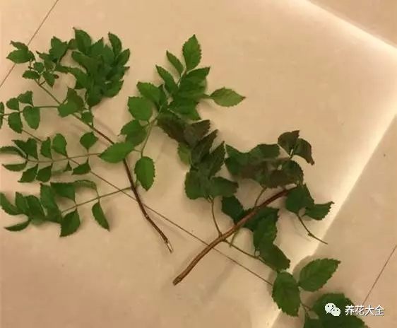 凌霄花 凌霄花
