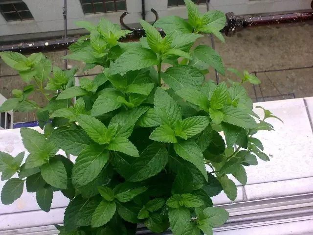 薄荷 薄荷