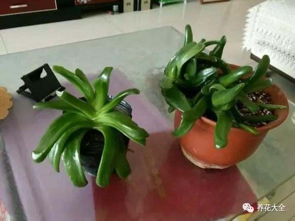 佛手掌 佛手掌