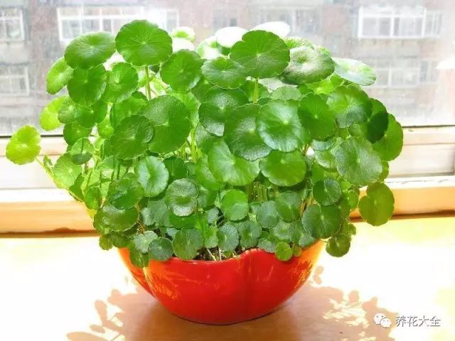 铜钱草——摆放在阳台 铜钱草——摆放在阳台