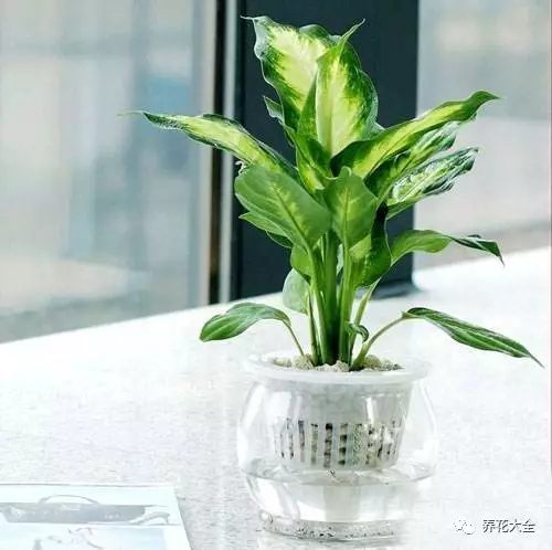 万年青——摆放在卫生间 万年青——摆放在卫生间