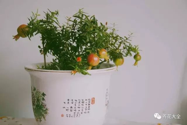 石榴——摆放在阳台 石榴——摆放在阳台