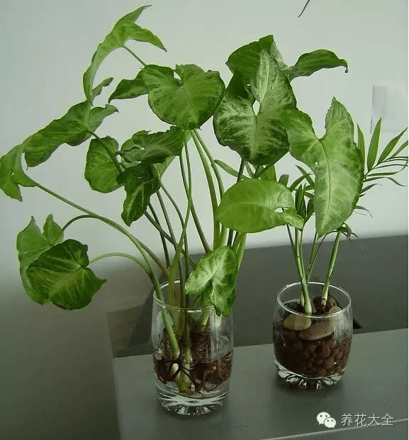 合果芋 合果芋