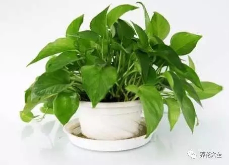 绿萝 绿萝