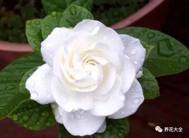 栀子花 栀子花