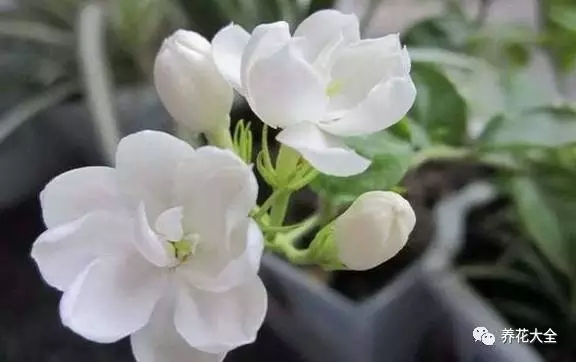 茉莉花 茉莉花