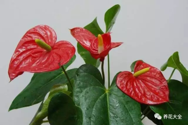 红掌 红掌