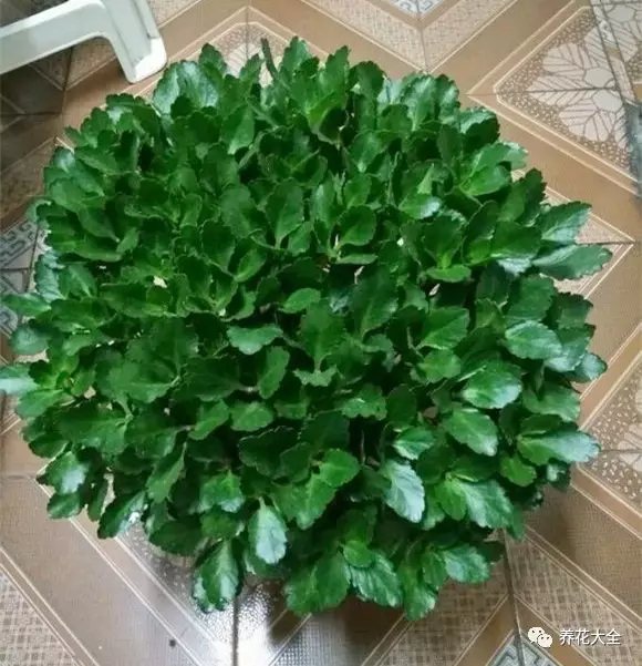 1、不烂根，是长得快的基础。浇水不能过勤，平日盆边准备个小竹片，插进去再拔出来，表面干燥不带土，就可以浇水了。